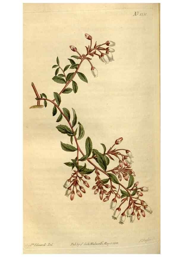 Reproducción/Reproduction 34377227103: Curtis's botanical magazine.. London ; New York [etc.] :Academic Press [etc.]