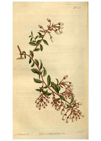 Reproducción/Reproduction 34377227103: Curtis's botanical magazine.. London ; New York [etc.] :Academic Press [etc.]