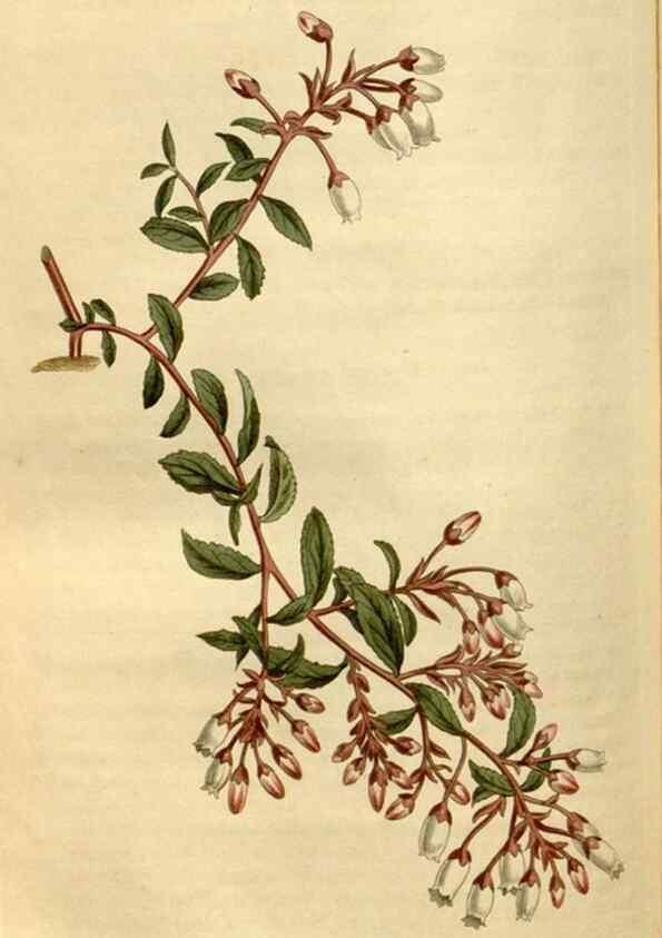 Reproducción/Reproduction 34377227103: Curtis's botanical magazine.. London ; New York [etc.] :Academic Press [etc.]