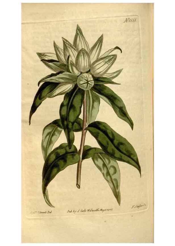 Reproducción/Reproduction 34377229363: Curtis's botanical magazine.. London ; New York [etc.] :Academic Press [etc.]