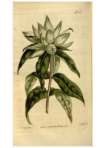 Reproducción/Reproduction 34377229363: Curtis's botanical magazine.. London ; New York [etc.] :Academic Press [etc.]