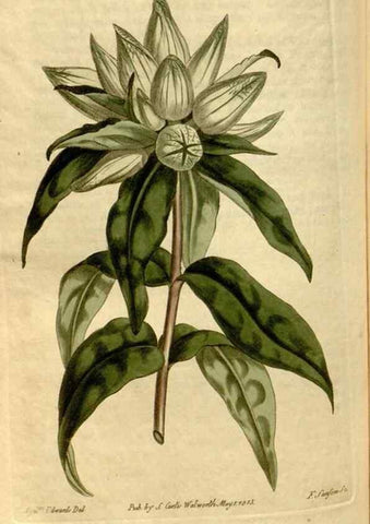 Reproducción/Reproduction 34377229363: Curtis's botanical magazine.. London ; New York [etc.] :Academic Press [etc.]