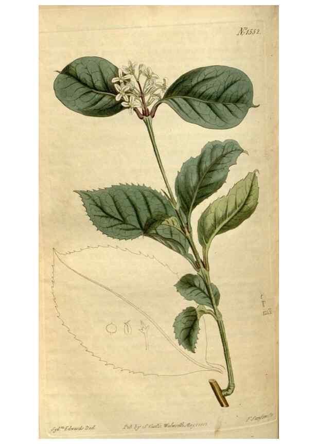 Reproducción/Reproduction 35146572016: Curtis's botanical magazine.. London ; New York [etc.] :Academic Press [etc.]
