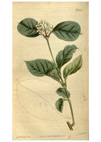 Reproducción/Reproduction 35146572016: Curtis's botanical magazine.. London ; New York [etc.] :Academic Press [etc.]