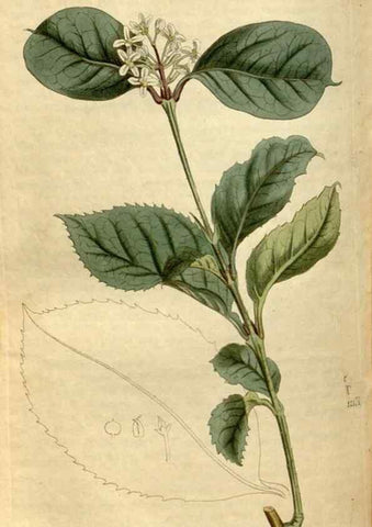 Reproducción/Reproduction 35146572016: Curtis's botanical magazine.. London ; New York [etc.] :Academic Press [etc.]