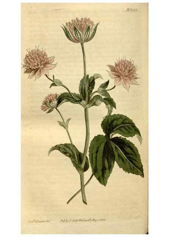 Reproducción/Reproduction 35146573256: Curtis's botanical magazine.. London ; New York [etc.] :Academic Press [etc.]
