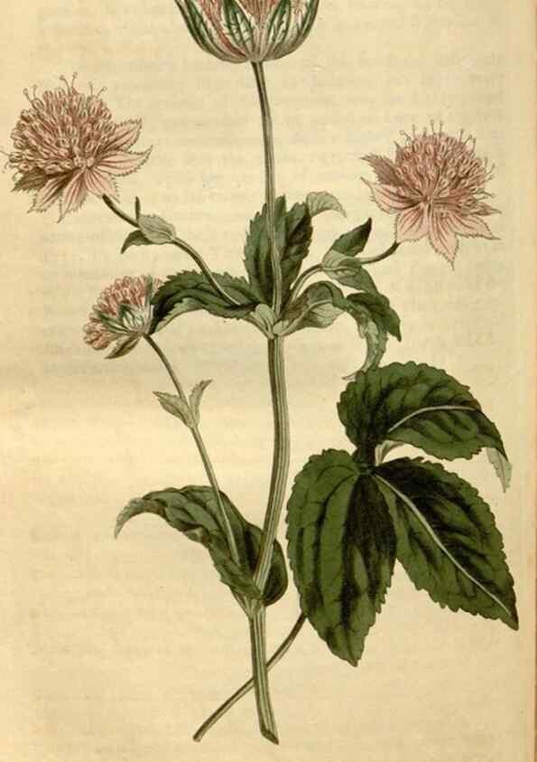 Reproducción/Reproduction 35146573256: Curtis's botanical magazine.. London ; New York [etc.] :Academic Press [etc.]