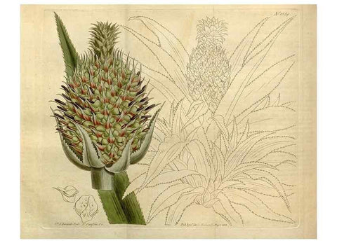 Reproducción/Reproduction 35146574476: Curtis's botanical magazine.. London ; New York [etc.] :Academic Press [etc.]
