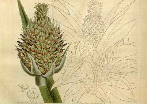 Reproducción/Reproduction 35146574476: Curtis's botanical magazine.. London ; New York [etc.] :Academic Press [etc.]