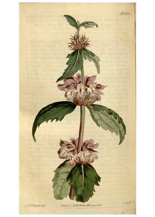 Reproducción/Reproduction 35186826345: Curtis's botanical magazine.. London ; New York [etc.] :Academic Press [etc.]