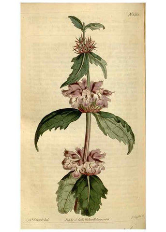 Reproducción/Reproduction 35186826345: Curtis's botanical magazine.. London ; New York [etc.] :Academic Press [etc.]