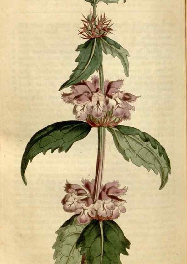 Reproducción/Reproduction 35186826345: Curtis's botanical magazine.. London ; New York [etc.] :Academic Press [etc.]