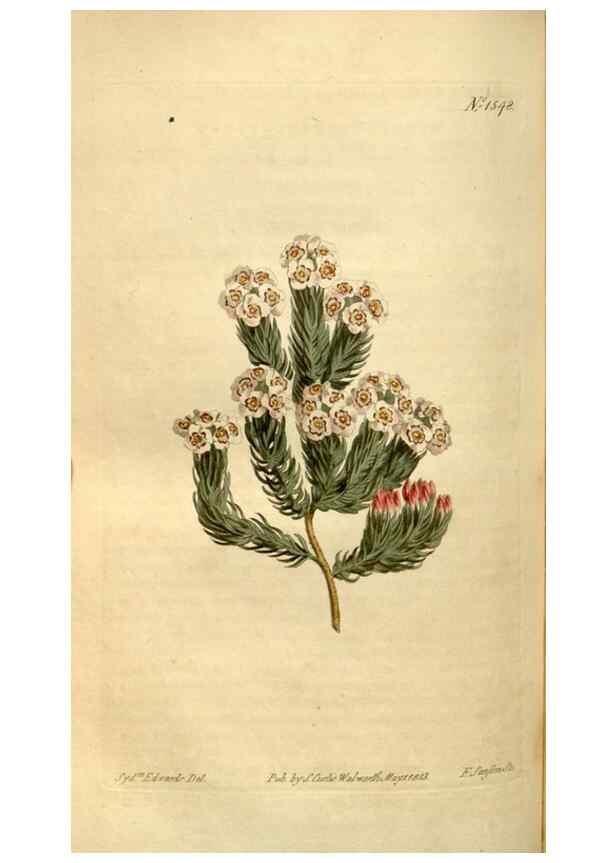 Reproducción/Reproduction 35146567146: Curtis's botanical magazine.. London ; New York [etc.] :Academic Press [etc.]