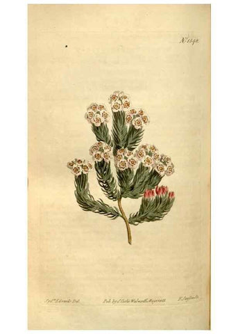 Reproducción/Reproduction 35146567146: Curtis's botanical magazine.. London ; New York [etc.] :Academic Press [etc.]