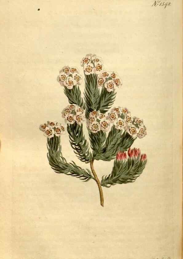 Reproducción/Reproduction 35146567146: Curtis's botanical magazine.. London ; New York [etc.] :Academic Press [etc.]