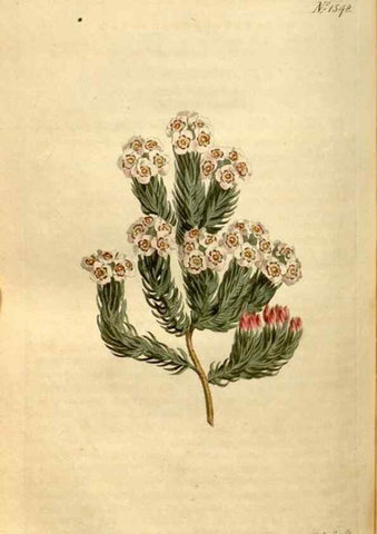 Reproducción/Reproduction 35146567146: Curtis's botanical magazine.. London ; New York [etc.] :Academic Press [etc.]