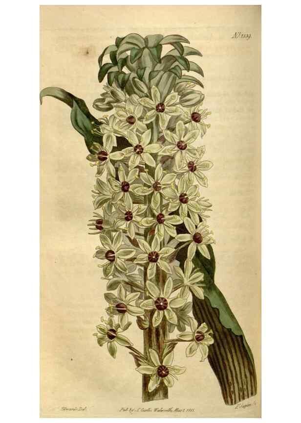 Reproducción/Reproduction 34800154940: Curtis's botanical magazine.. London ; New York [etc.] :Academic Press [etc.]