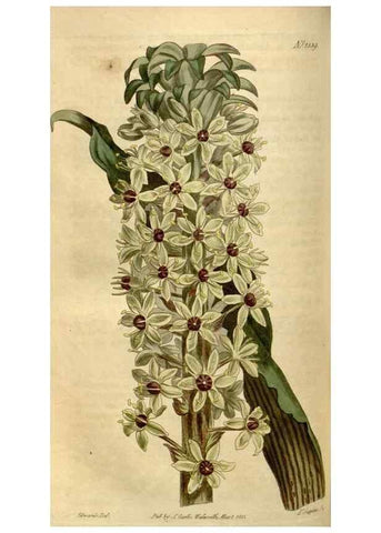Reproducción/Reproduction 34800154940: Curtis's botanical magazine.. London ; New York [etc.] :Academic Press [etc.]
