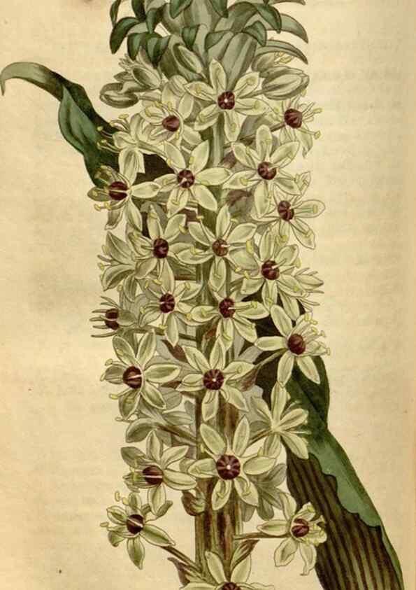 Reproducción/Reproduction 34800154940: Curtis's botanical magazine.. London ; New York [etc.] :Academic Press [etc.]