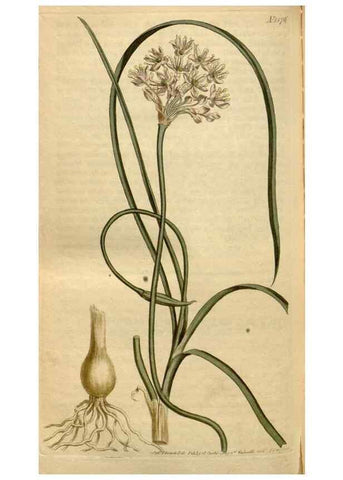 Reproducción/Reproduction 34377281313: Curtis's botanical magazine.. London ; New York [etc.] :Academic Press [etc.]