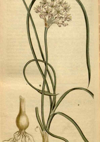 Reproducción/Reproduction 34377281313: Curtis's botanical magazine.. London ; New York [etc.] :Academic Press [etc.]