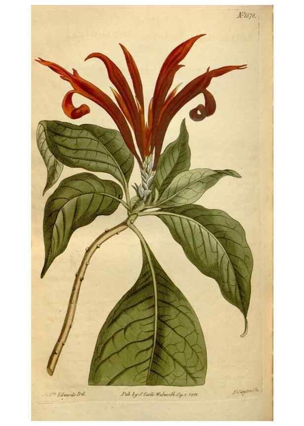 Reproducción/Reproduction 34377285903: Curtis's botanical magazine.. London ; New York [etc.] :Academic Press [etc.]