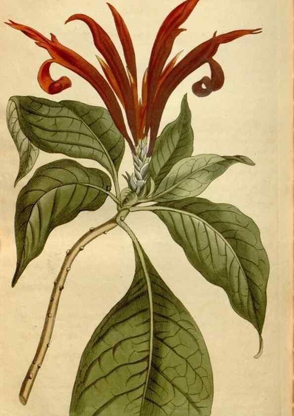 Reproducción/Reproduction 34377285903: Curtis's botanical magazine.. London ; New York [etc.] :Academic Press [etc.]