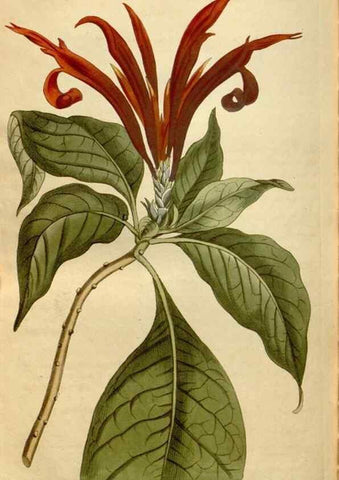 Reproducción/Reproduction 34377285903: Curtis's botanical magazine.. London ; New York [etc.] :Academic Press [etc.]