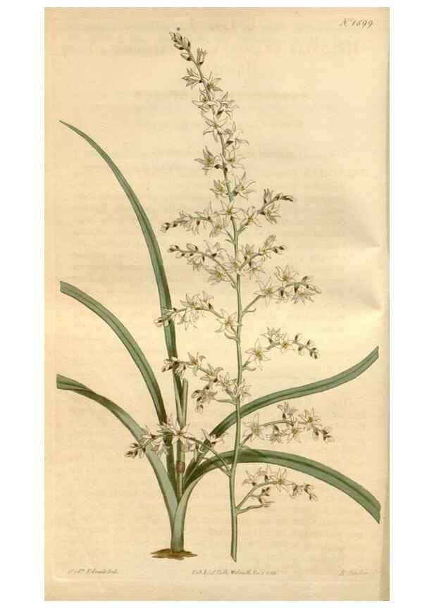 Reproducción/Reproduction 35146700316: Curtis's botanical magazine.. London ; New York [etc.] :Academic Press [etc.]