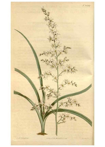 Reproducción/Reproduction 35146700316: Curtis's botanical magazine.. London ; New York [etc.] :Academic Press [etc.]