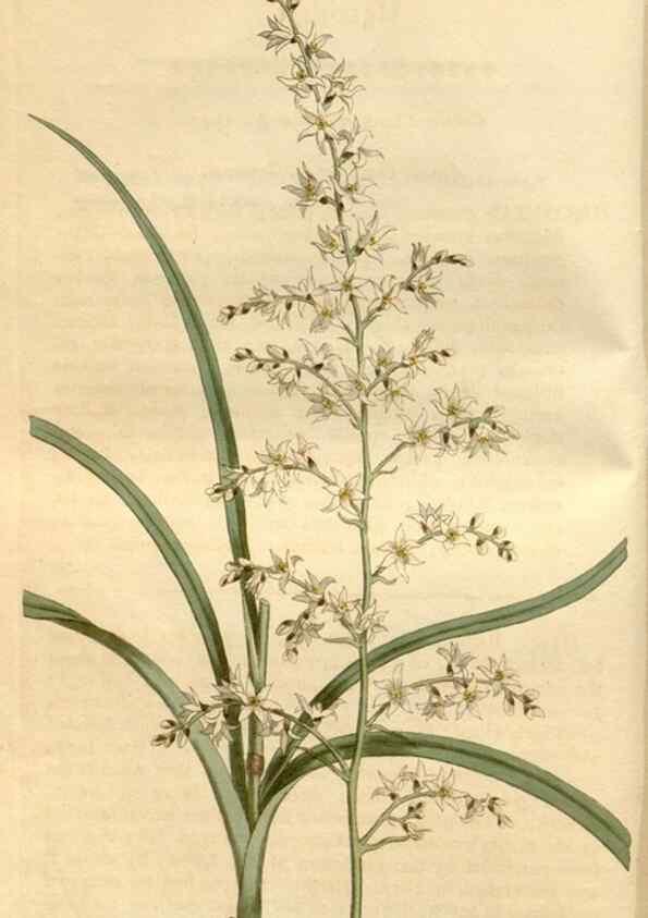Reproducción/Reproduction 35146700316: Curtis's botanical magazine.. London ; New York [etc.] :Academic Press [etc.]
