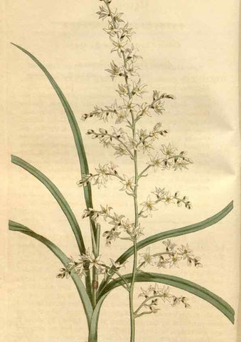 Reproducción/Reproduction 35146700316: Curtis's botanical magazine.. London ; New York [etc.] :Academic Press [etc.]