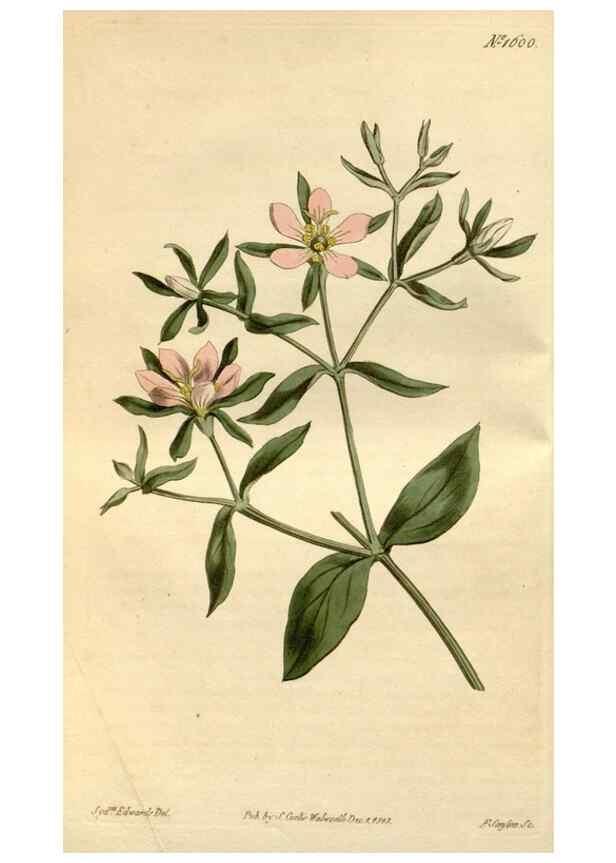 Reproducción/Reproduction 35146701156: Curtis's botanical magazine.. London ; New York [etc.] :Academic Press [etc.]