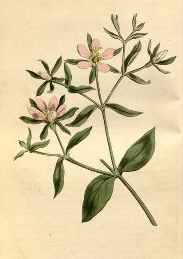 Reproducción/Reproduction 35146701156: Curtis's botanical magazine.. London ; New York [etc.] :Academic Press [etc.]