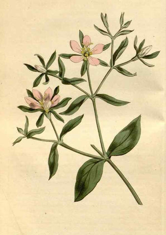 Reproducción/Reproduction 35146701156: Curtis's botanical magazine.. London ; New York [etc.] :Academic Press [etc.]