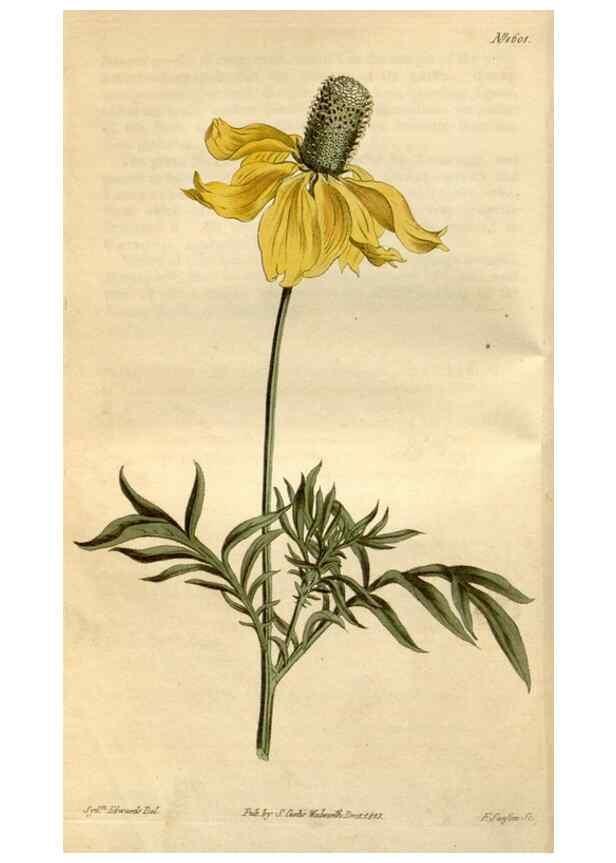 Reproducción/Reproduction 35146702196: Curtis's botanical magazine.. London ; New York [etc.] :Academic Press [etc.]