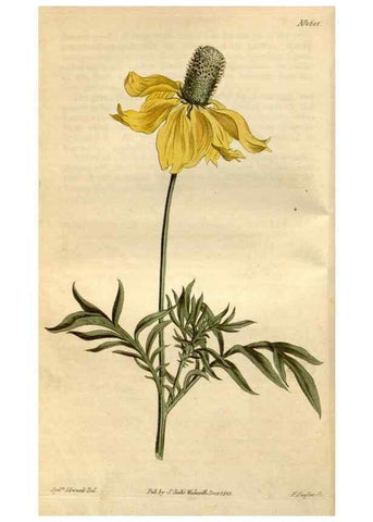Reproducción/Reproduction 35146702196: Curtis's botanical magazine.. London ; New York [etc.] :Academic Press [etc.]