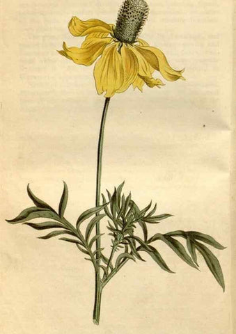 Reproducción/Reproduction 35146702196: Curtis's botanical magazine.. London ; New York [etc.] :Academic Press [etc.]
