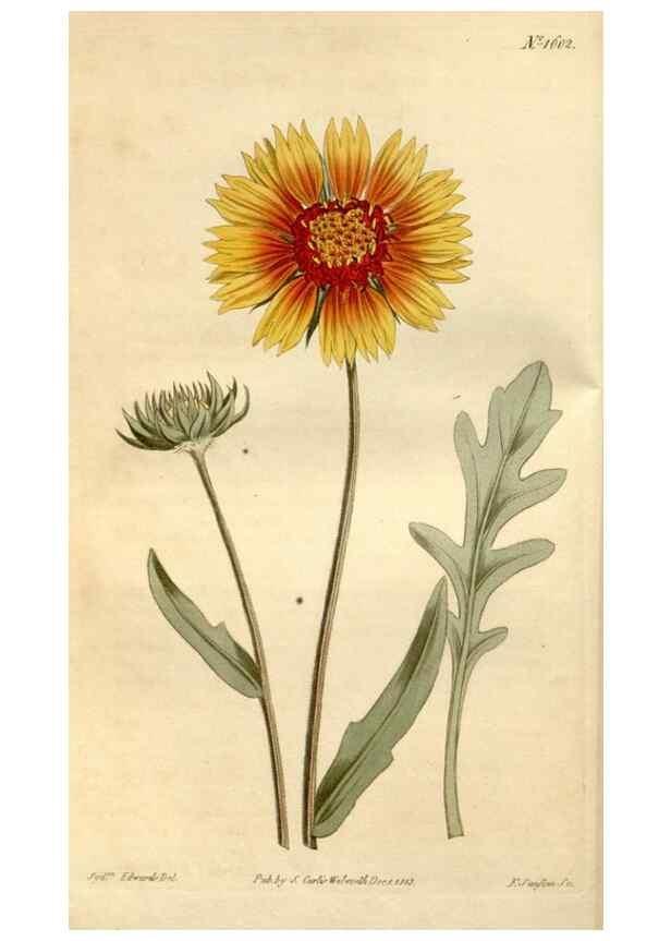 Reproducción/Reproduction 35146703146: Curtis's botanical magazine.. London ; New York [etc.] :Academic Press [etc.]
