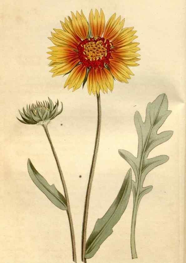 Reproducción/Reproduction 35146703146: Curtis's botanical magazine.. London ; New York [etc.] :Academic Press [etc.]