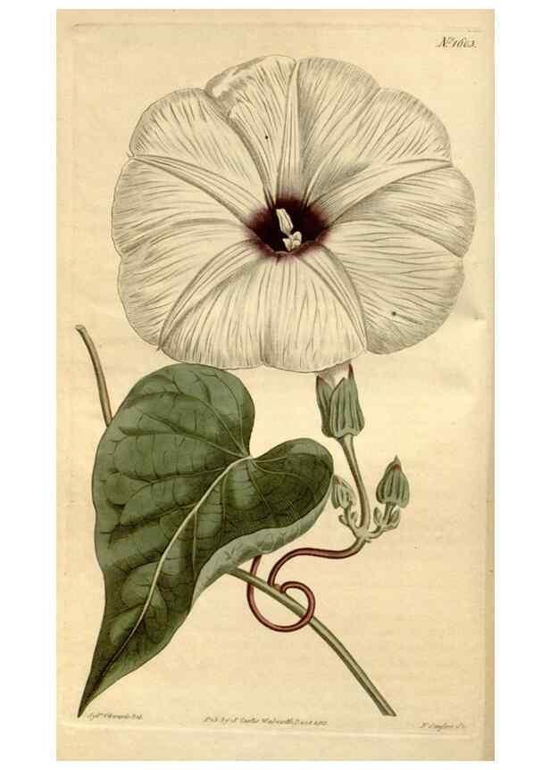 Reproducción/Reproduction 35186956935: Curtis's botanical magazine.. London ; New York [etc.] :Academic Press [etc.]