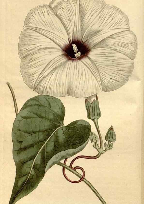 Reproducción/Reproduction 35186956935: Curtis's botanical magazine.. London ; New York [etc.] :Academic Press [etc.]