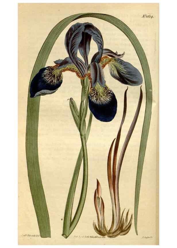 Reproducción/Reproduction 35186959075: Curtis's botanical magazine.. London ; New York [etc.] :Academic Press [etc.]