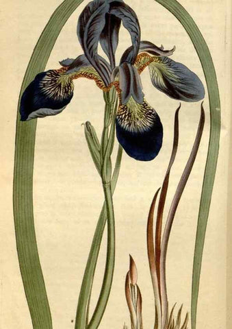 Reproducción/Reproduction 35186959075: Curtis's botanical magazine.. London ; New York [etc.] :Academic Press [etc.]