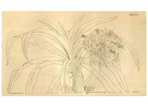 Reproducción/Reproduction 34800337440: Curtis's botanical magazine.. London ; New York [etc.] :Academic Press [etc.]