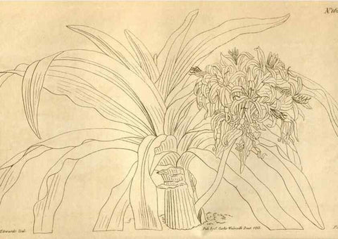Reproducción/Reproduction 34800337440: Curtis's botanical magazine.. London ; New York [etc.] :Academic Press [etc.]