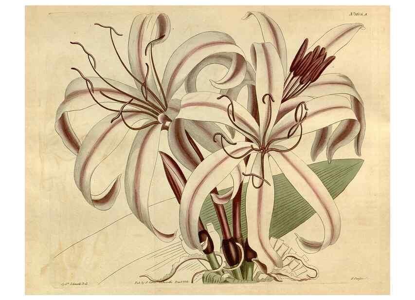 Reproducción/Reproduction 35146707576: Curtis's botanical magazine.. London ; New York [etc.] :Academic Press [etc.]