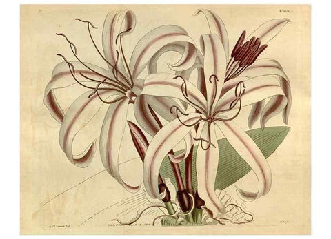 Reproducción/Reproduction 35146707576: Curtis's botanical magazine.. London ; New York [etc.] :Academic Press [etc.]