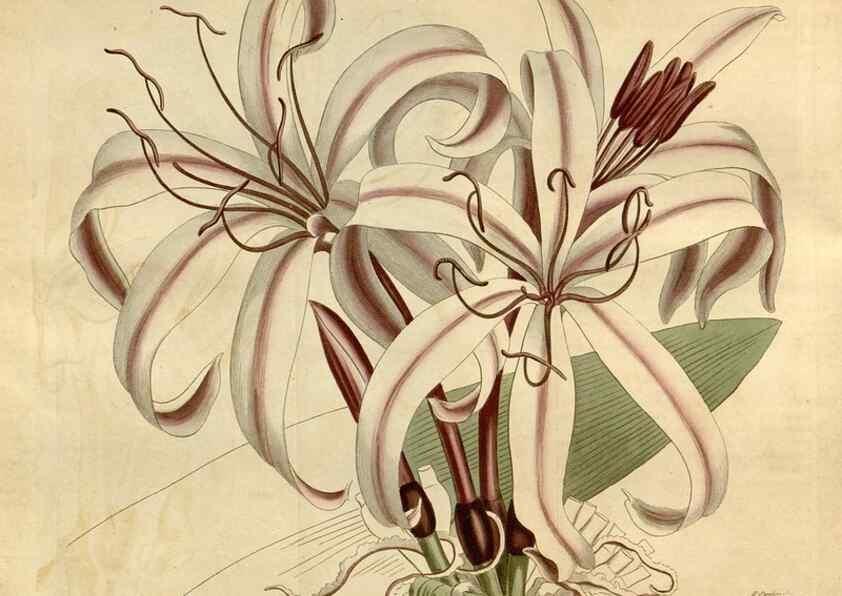 Reproducción/Reproduction 35146707576: Curtis's botanical magazine.. London ; New York [etc.] :Academic Press [etc.]
