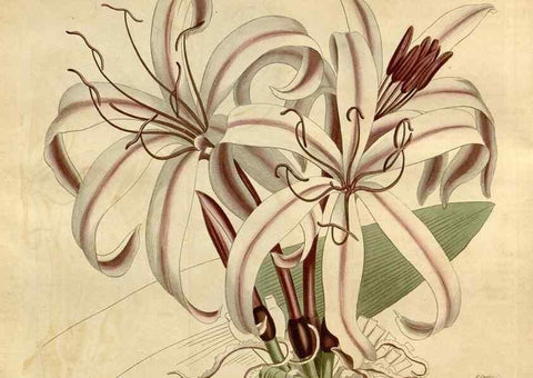 Reproducción/Reproduction 35146707576: Curtis's botanical magazine.. London ; New York [etc.] :Academic Press [etc.]